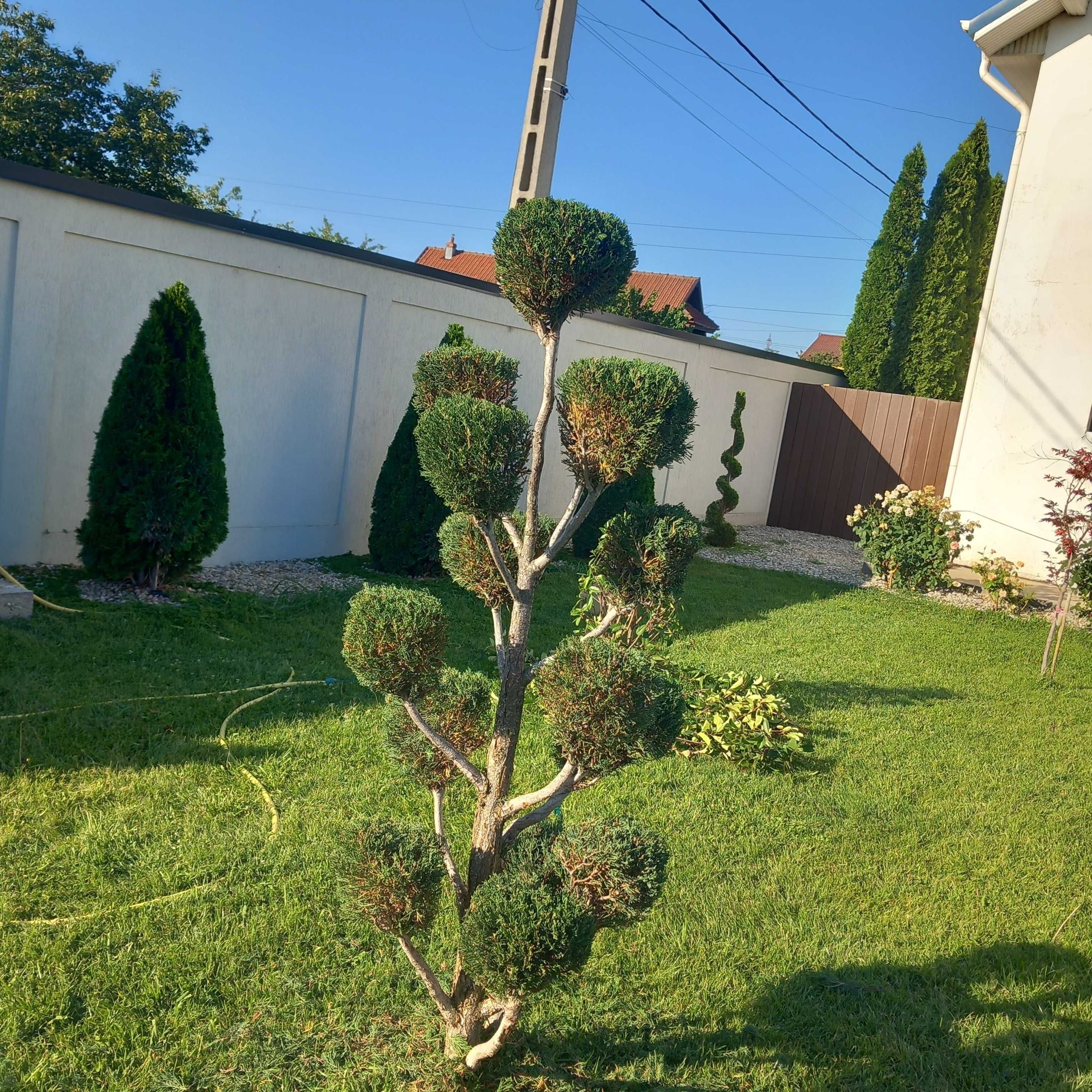Intretinere spatii verzi Craiova