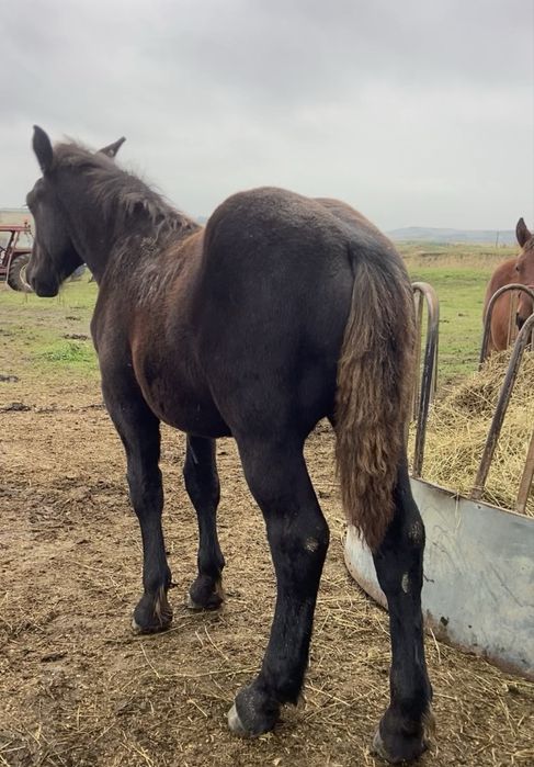 Vand manz percheron original