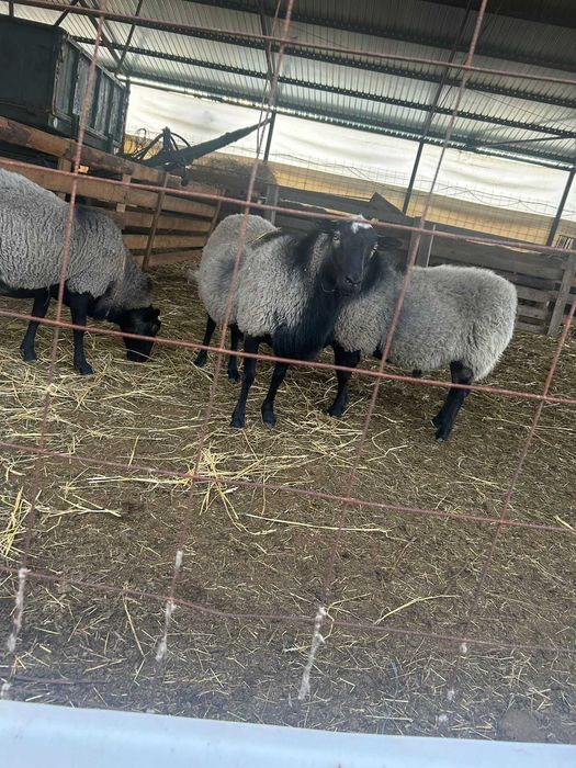 Miele romanov de vanzare