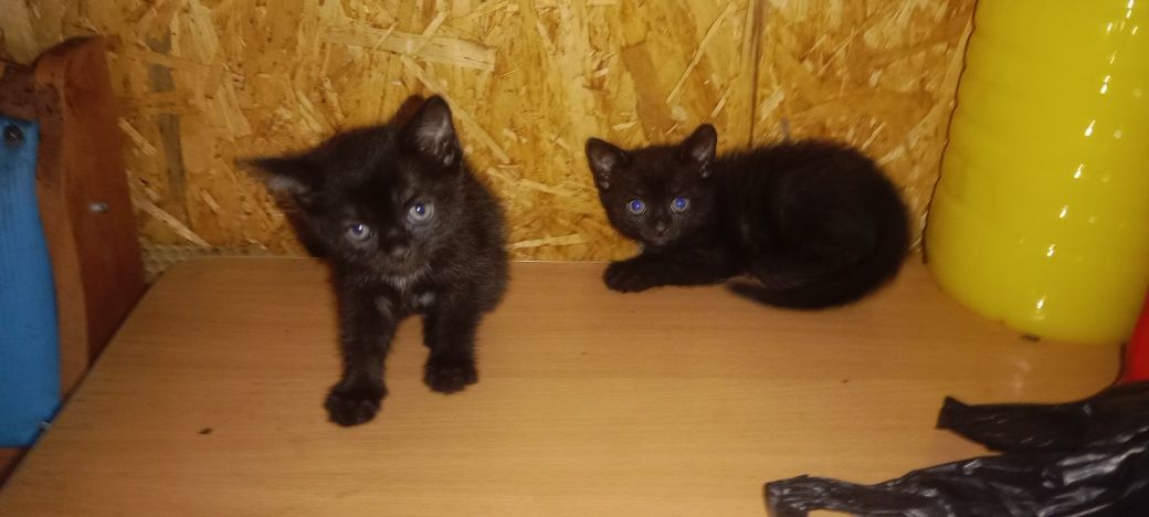Котята 2 месяца мальчики