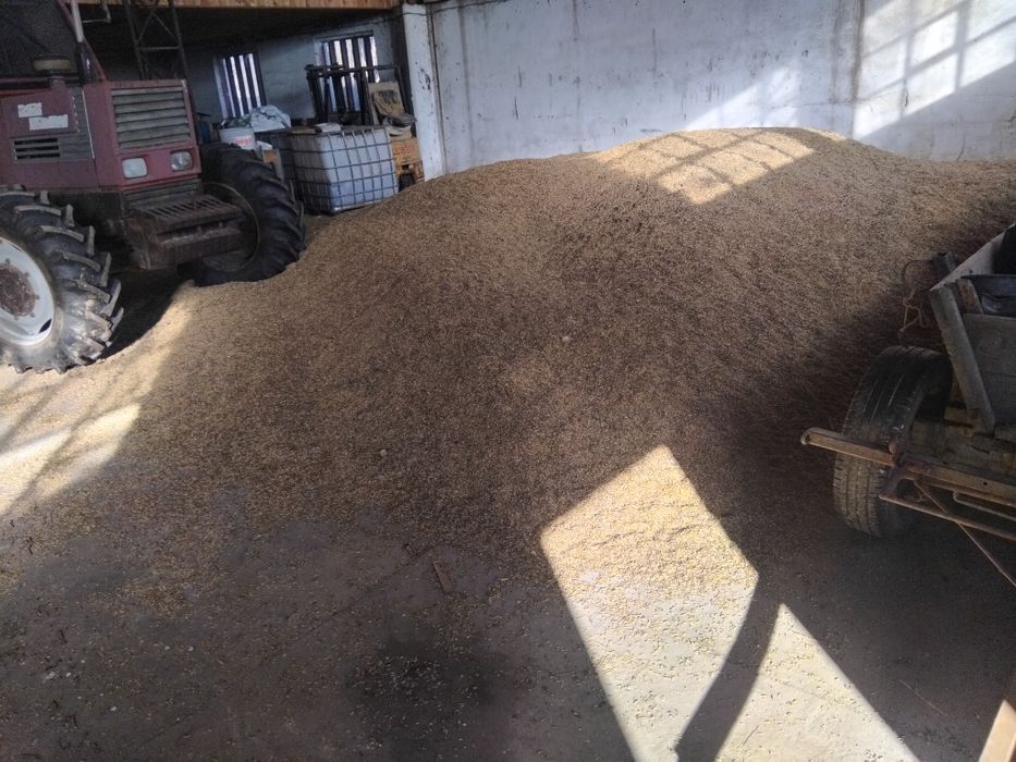 Ovăz galben de vânzare