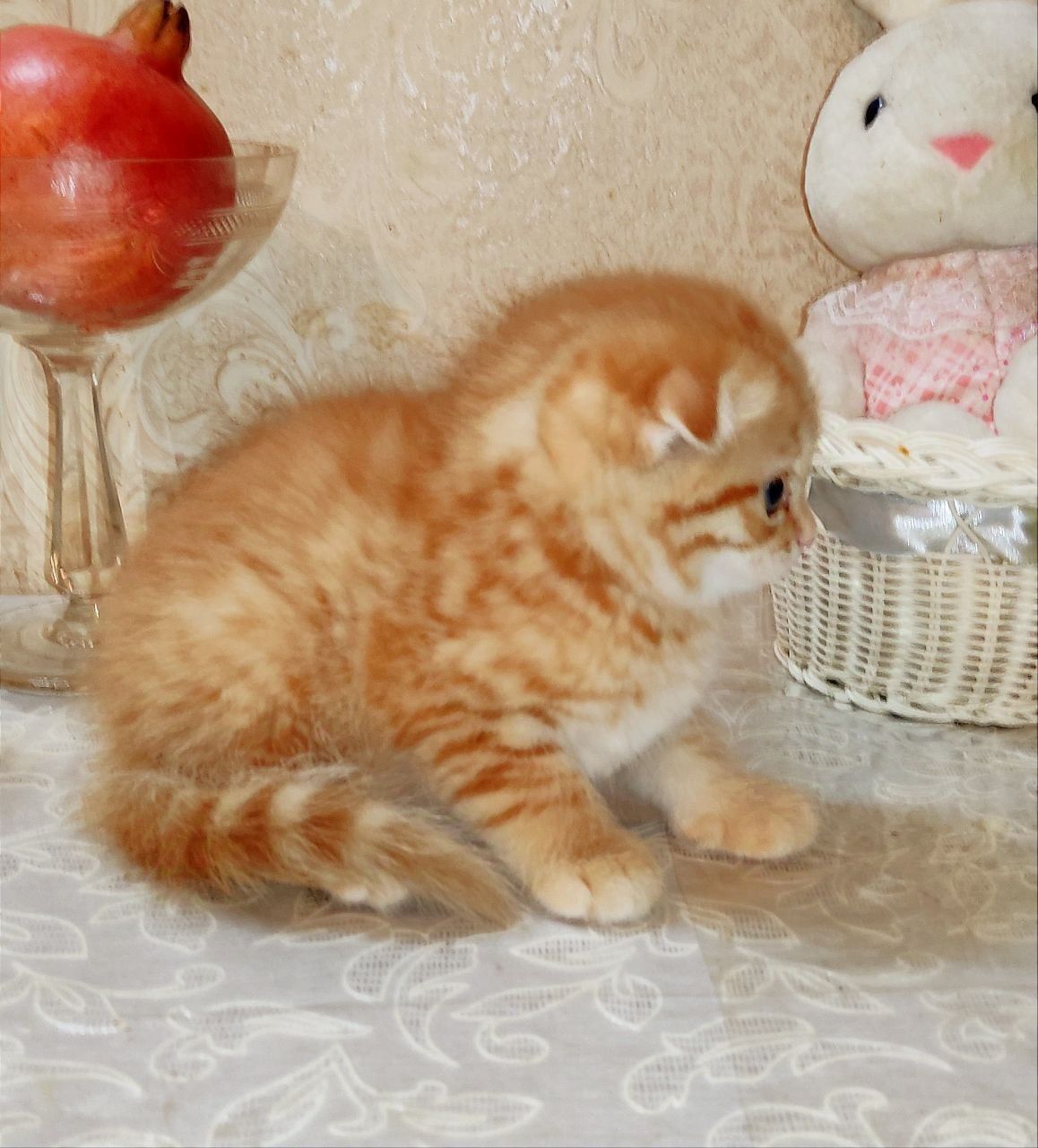 Британский золотая шиншилла
