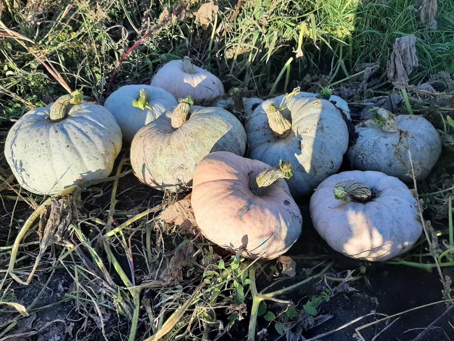 dovleac de copt samson/ de casa