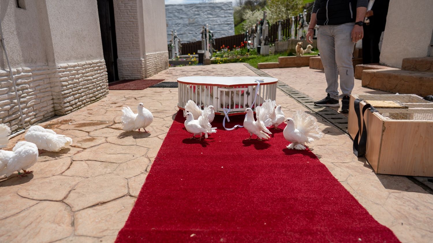 Porumbei albi pentru evenimente