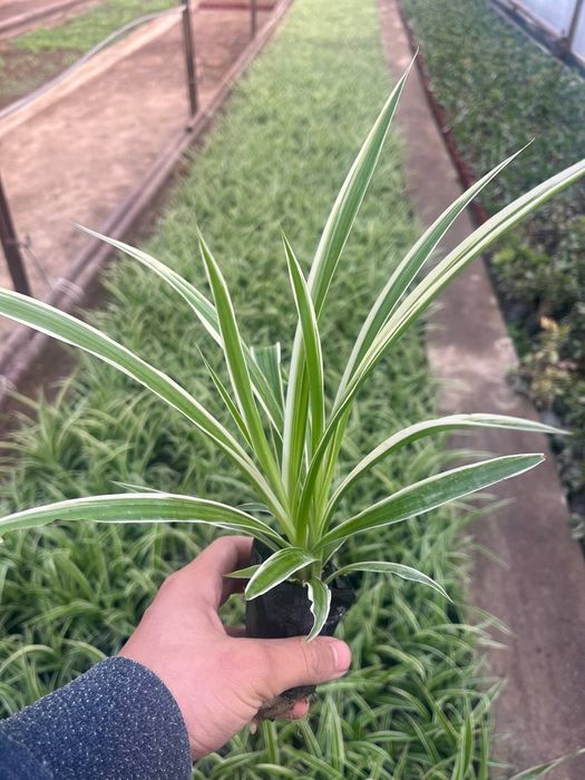 Xona gullari arzon narxlarda