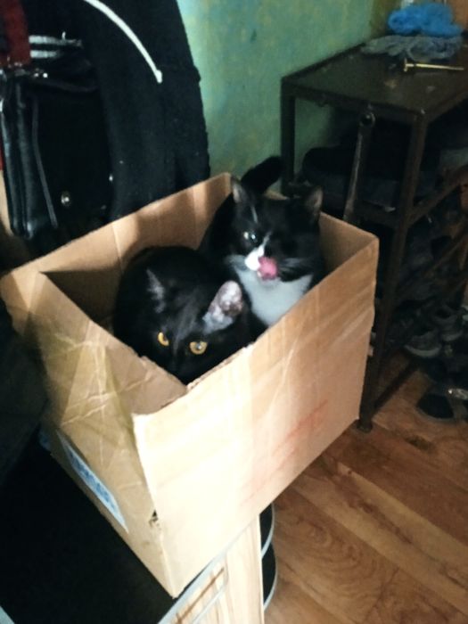 Стрижка кошек цена 5000