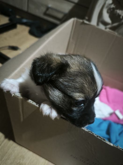 Donez catelusa de maxim o luna probabil pechineza