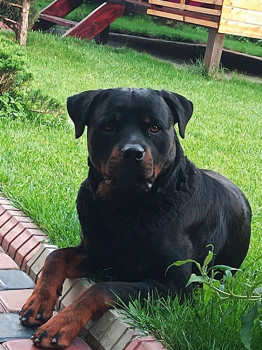 Вязка ротвейлер чистокровный