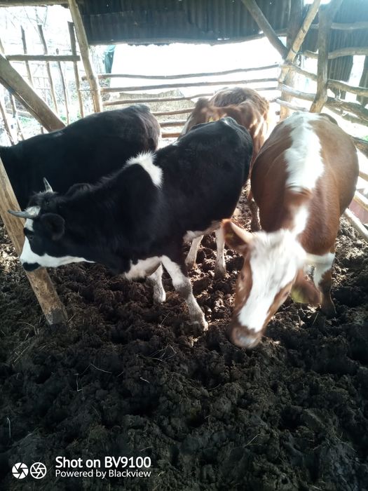 Vaca și jurinci la vânzare