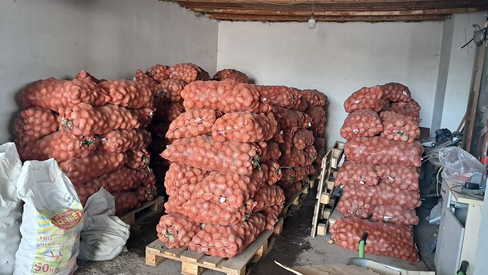 Картошка Когалы продаётся
