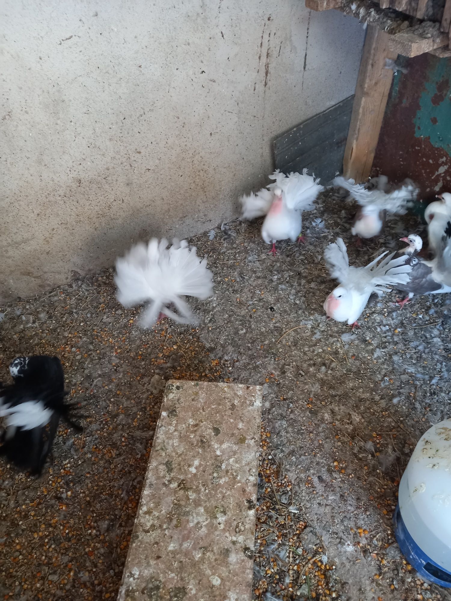 Vînd porumbei misurli gălățeni jucători cu  două moțuri și un singur m