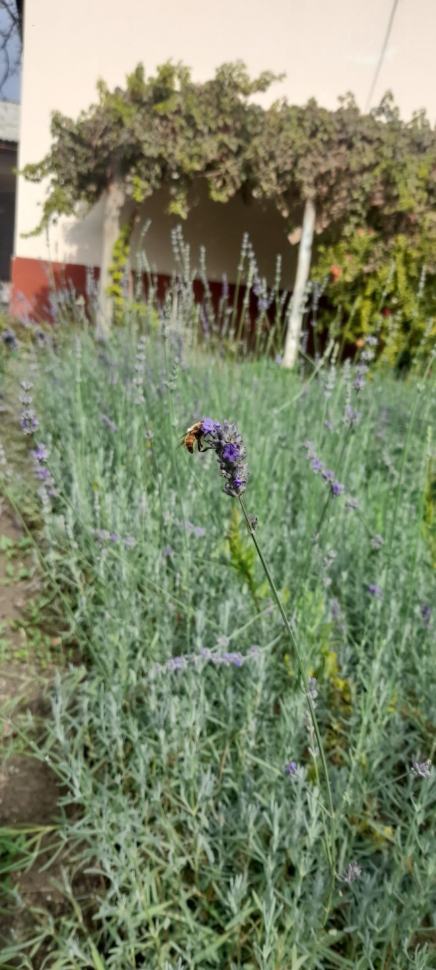 Lavanda nihollarimiz sotuvda (optom narxi)