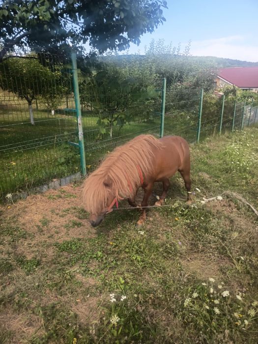 De vânzare foarte cuminte