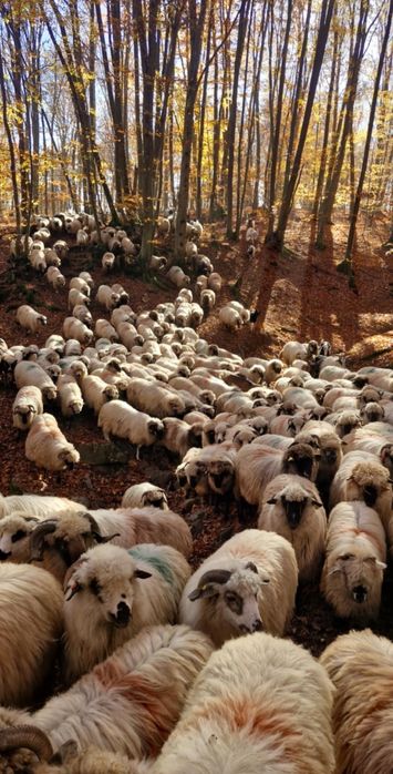 De vânzare oi frumoase