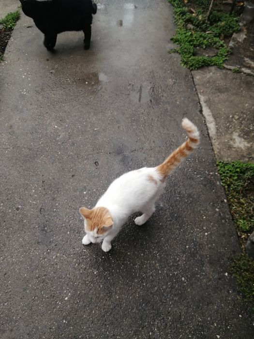 Se da spre adopție baiat