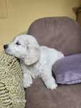 Pui Golden Retriever SUPERB