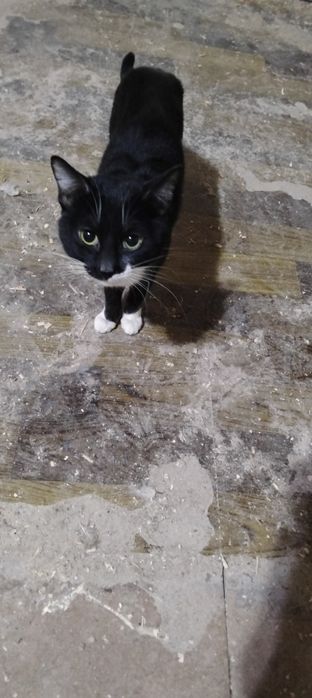 Кот спасёныш, пристроим бесплатно в ответственную семью