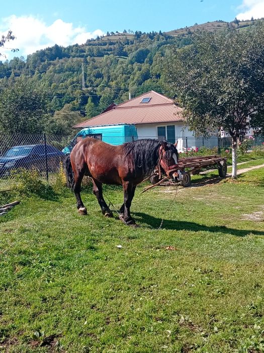 Armasar de vanzare