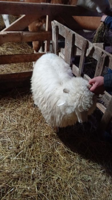 De vânzare mieluta de anul trecut