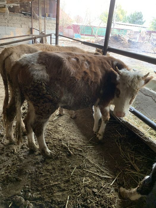 2 телки 1,3 - 1,5 мес ))