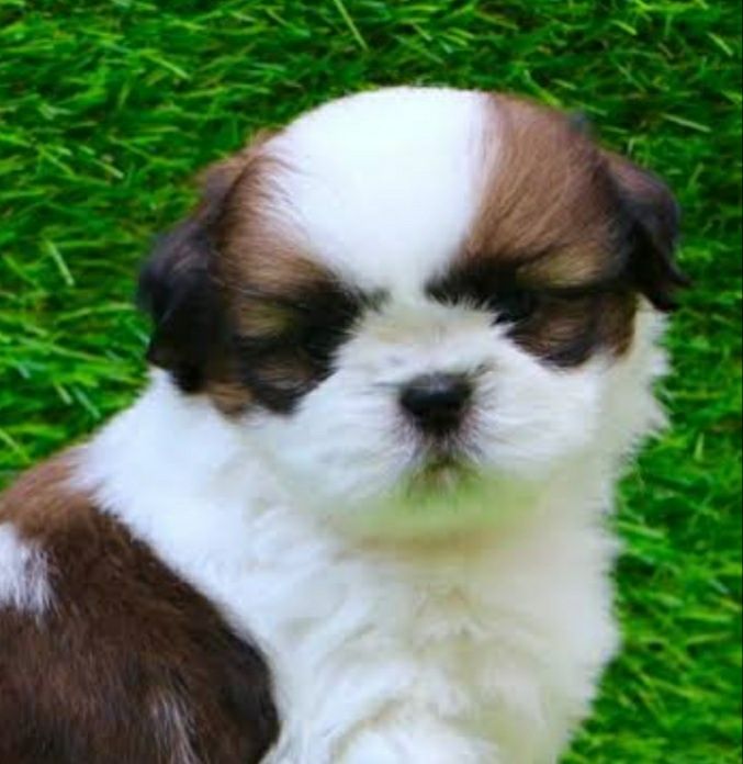 Shih-tzu talie mica