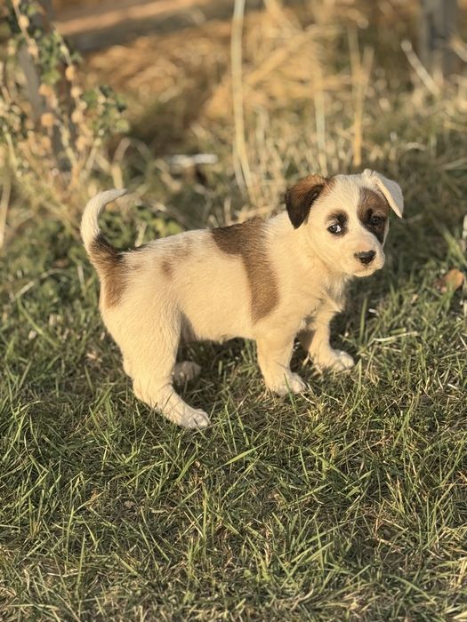 Отдам щенка в добрые руки