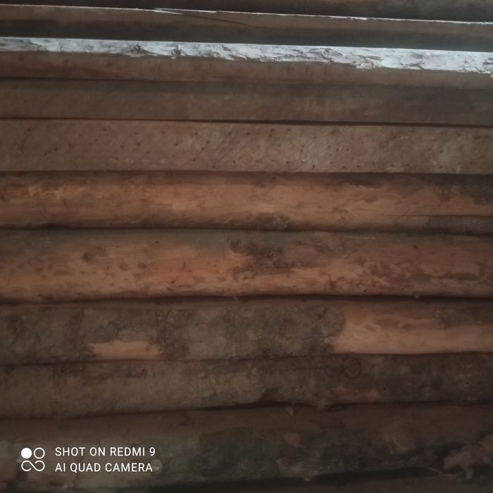 Тусин сотилади. Сосна