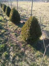 buxus de vanzare