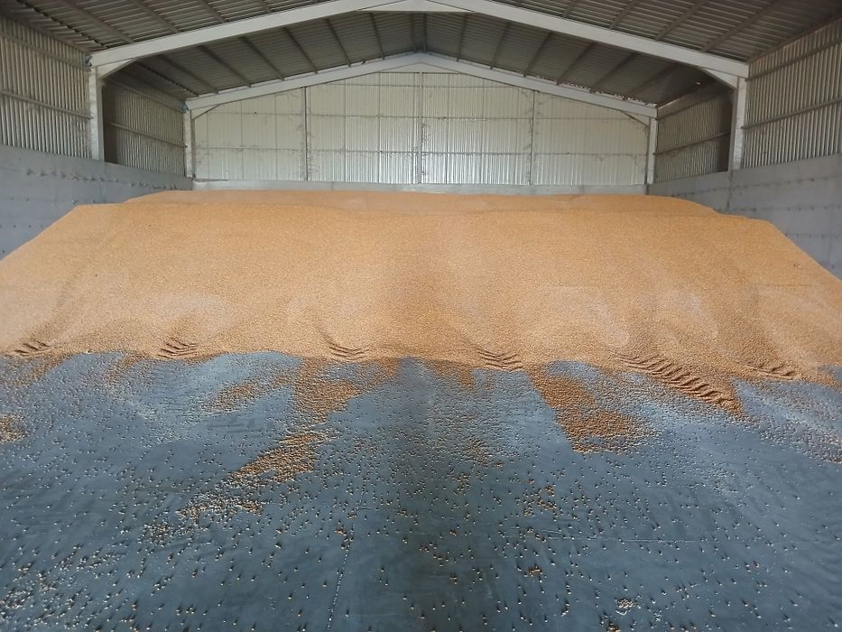 Porumb recoltat 2025