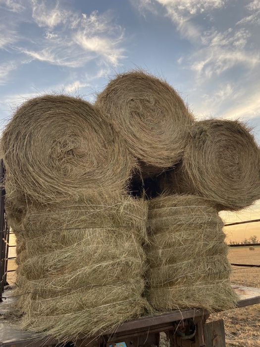 Продам сено в рулонах
