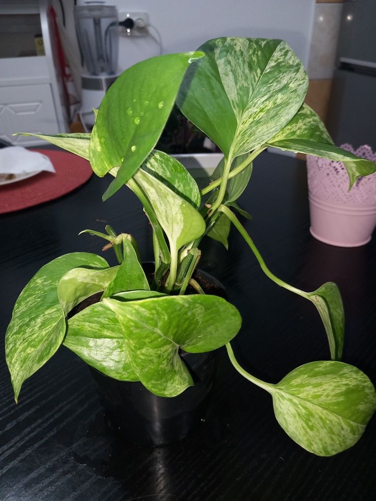 Pothos (epiprenum) - planta de interior