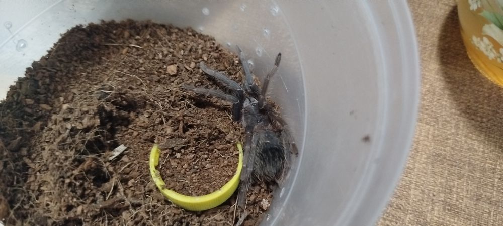 Птицеед, самец. 5см