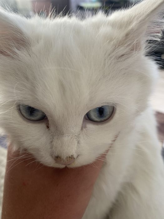 котята, кошки 4месяца