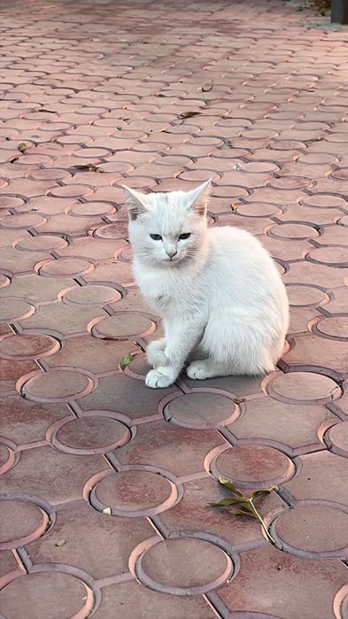 Кошка дворовая белая