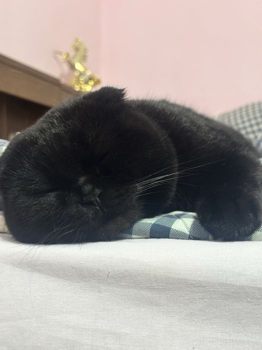 Для вязки. Ищем невесту