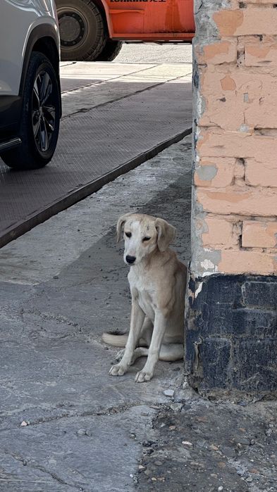 Щенки отдам ДАРОМ