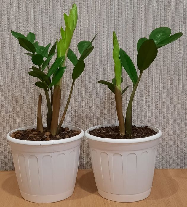 Продам комнатные цветы.