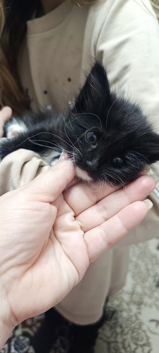 Котята даром отдам