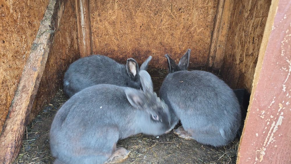 Iepure Albastru Vienez