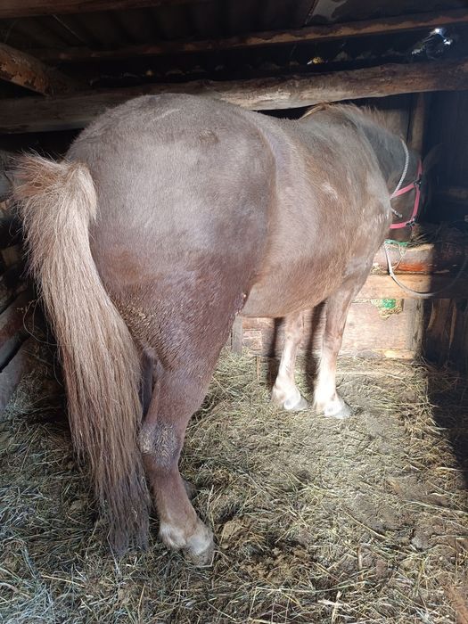Продам кобылку 5 лет