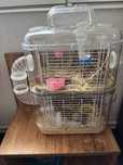 Vand cusca locuita de 2 hamsteri