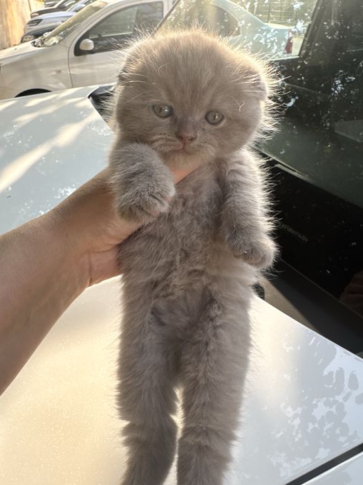 Продаюся котята Фолд