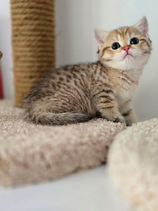 Кошечка ТиГрЯшА бРитаНскаЯ
