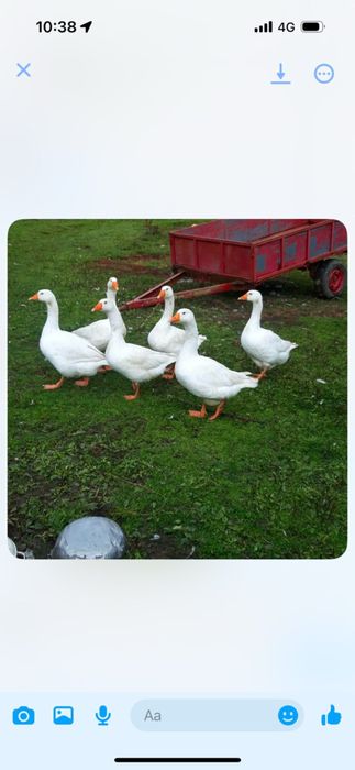 Vand gaste 200 de lei bucata