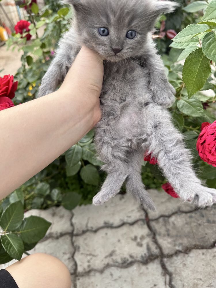 Котята 1 месяц 3 мальчика 1 девочка