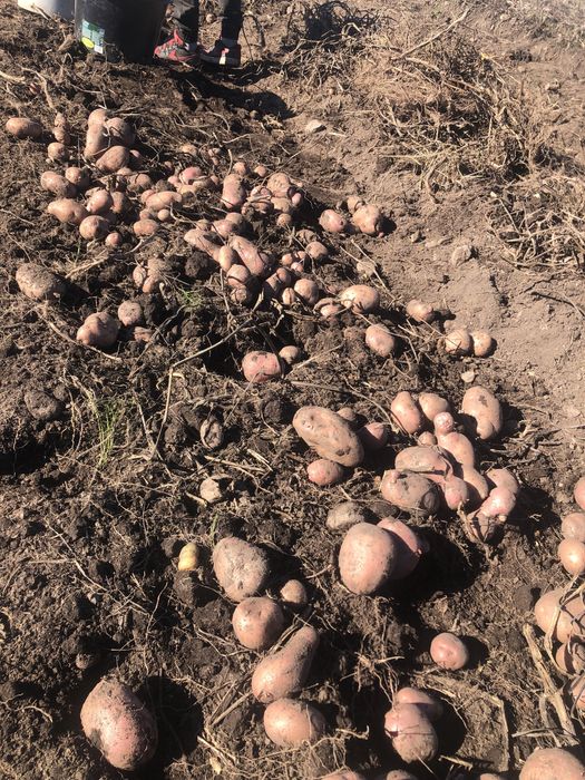 Cartofi rosii  de consum pret negociabil