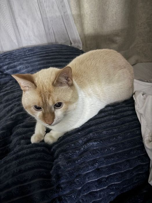 Ласковый кот в добрые руки