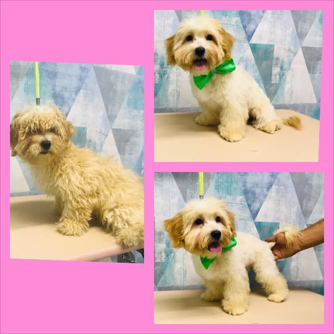 Tund caini si pisici/ Frizerie canina si felina/Tuns caini/Tuns pisici