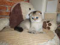 Scottish fold golden chinchilla superb