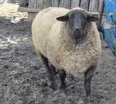 Vand/schimb berbec suffolk